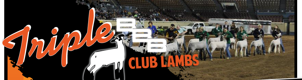 Triple B Club Lambs