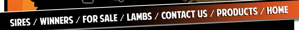 Triple B Club Lambs